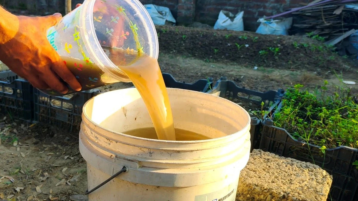 Saca el máximo partido al agua de cocción de patatas: un tesoro oculto para tus plantas - image 1