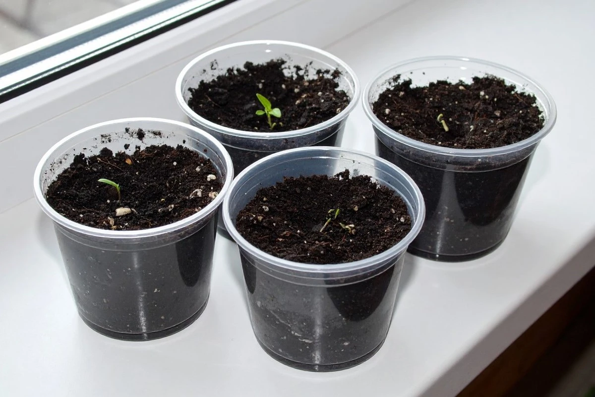 El secreto mejor guardado para que tus plántulas se fortalezcan tras el primer brote