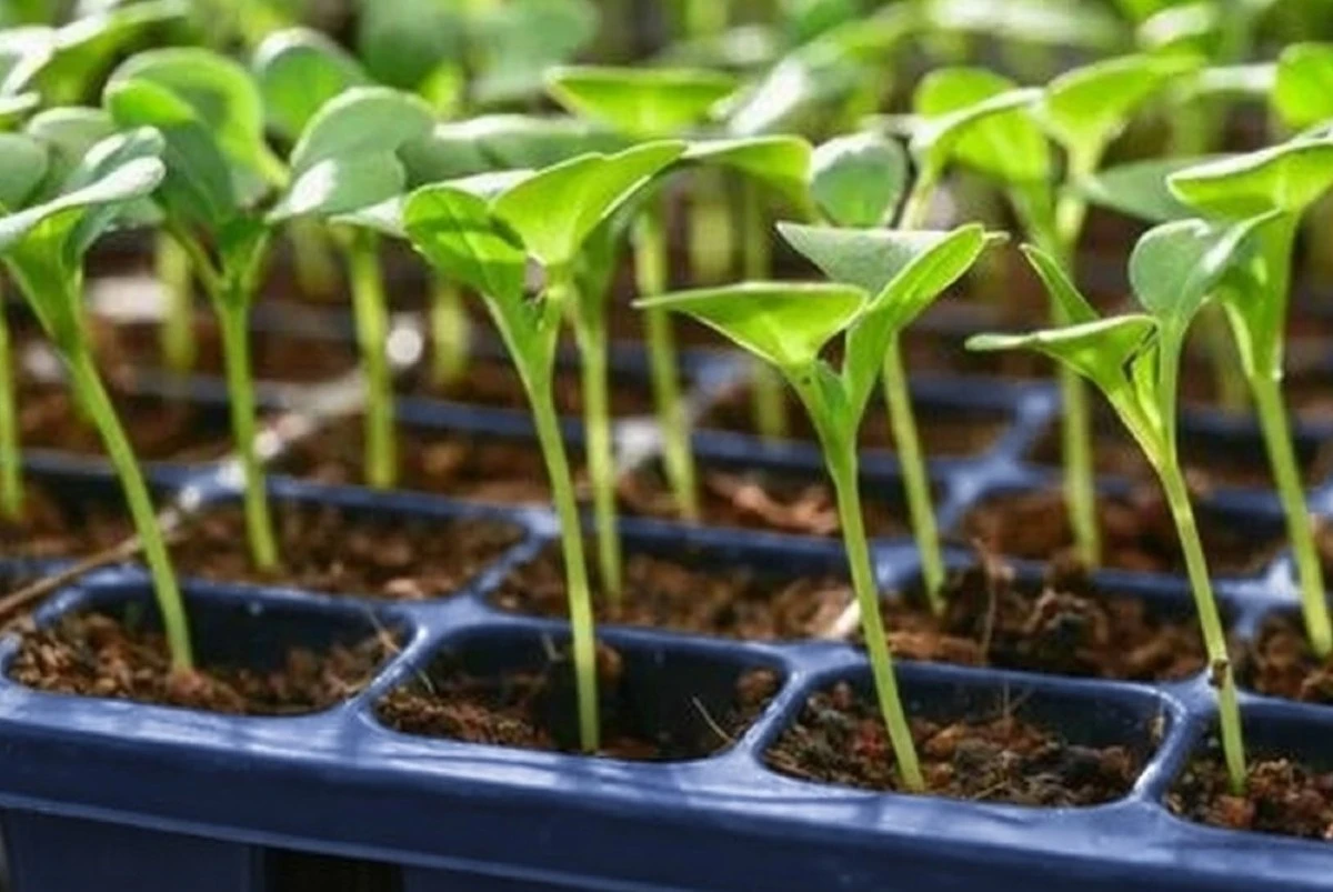 Despídete de la planta caída: 5 secretos para una plántula fuerte y lista para el huerto