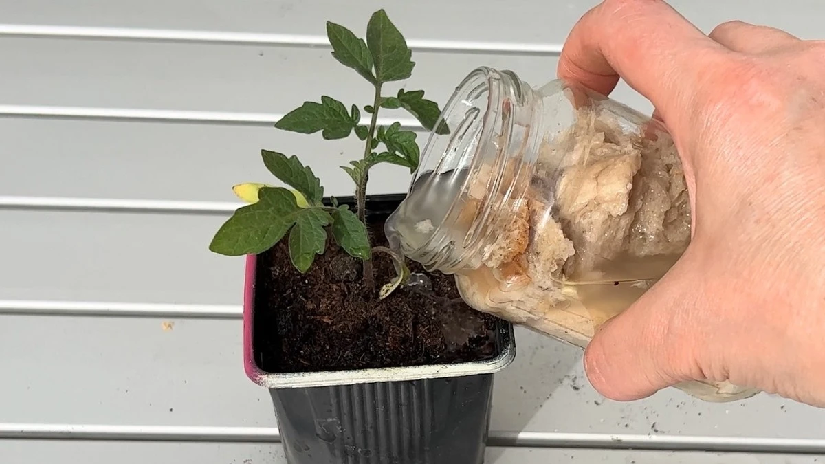 3 Razones por las que los jardineros expertos usan migas de pan en sus plantas - image 1