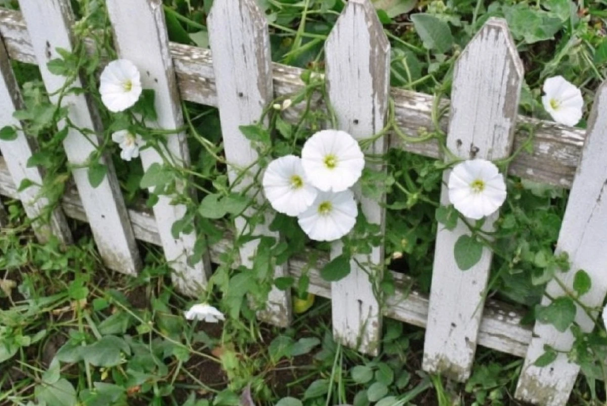 Adiós al Correhuela: 5 Trucos Infalibles para Desterrar esta Maleza de Tu Huerto