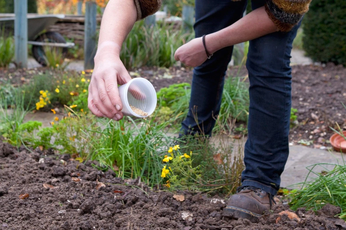 Siembra estos abonos verdes en marzo: los veteranos del huerto rejuvenecen la tierra cada primavera - image 1