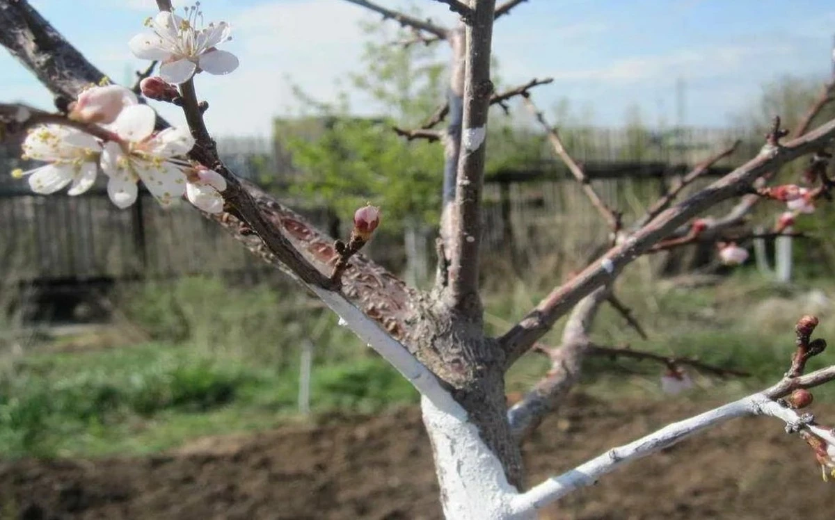 Bordelés whole damn season: the gardener's secret for healthy trees