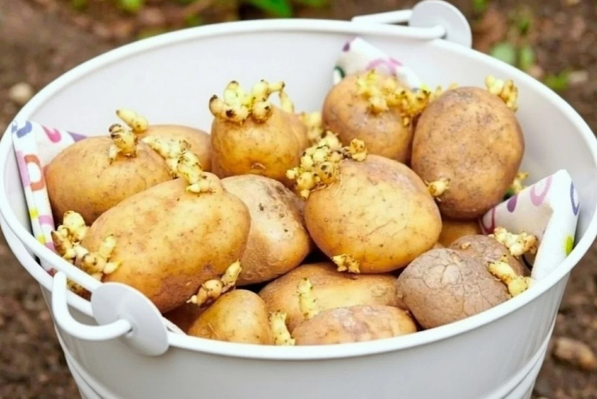 Por qué tus patatas brotan en el sótano: las razones clave que debes recordar