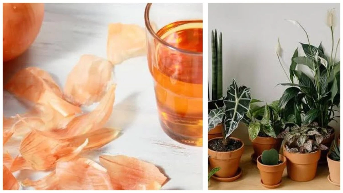 El secreto de las plantas exuberantes: por qué guardo 5 cáscaras de cebolla para mis flores