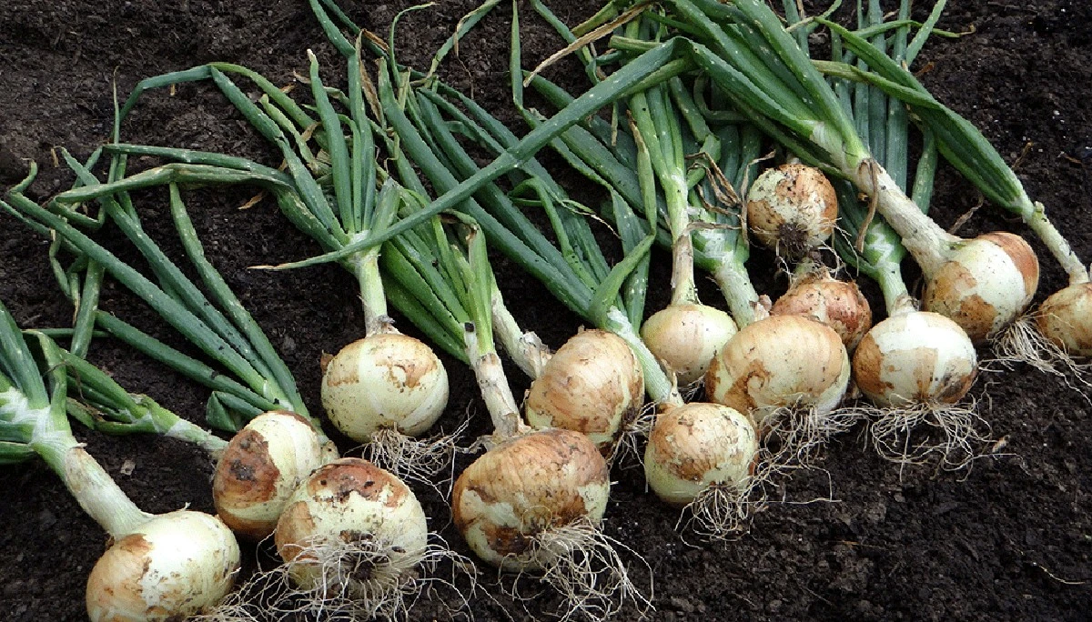 Tres trucos sencillos para cultivar cebollas grandes y sanas - image 1