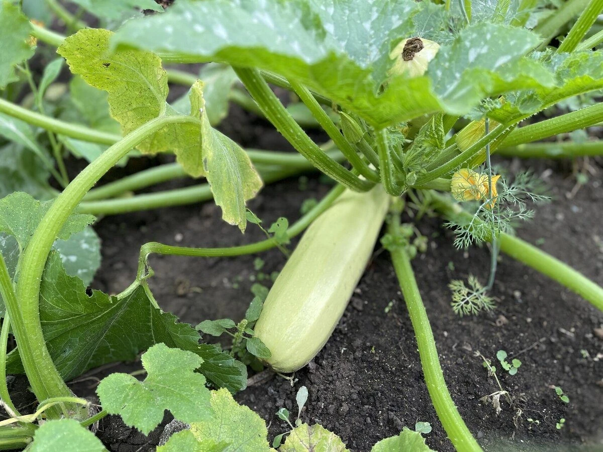 El calabacín que repetiré en 2026: ni aguado, ni huecos, carne densa y dulce