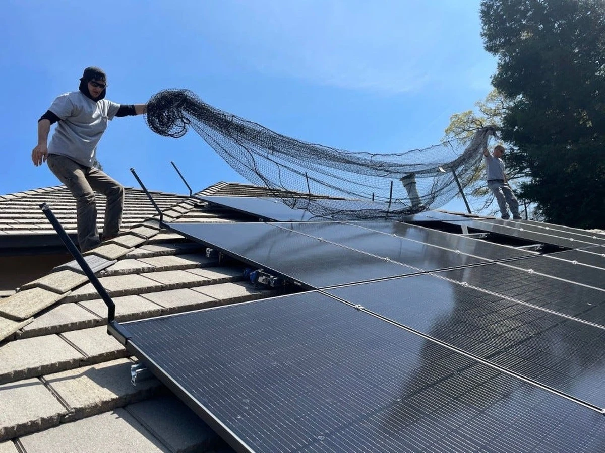 Cascarones de cebolla: el secreto poco conocido para proteger tus paneles solares del calor - image 1