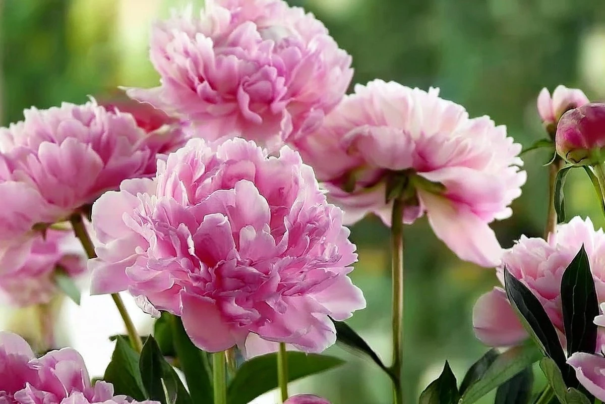 Peonías espectaculares: trucos de jardinería para lograr flores deslumbrantes