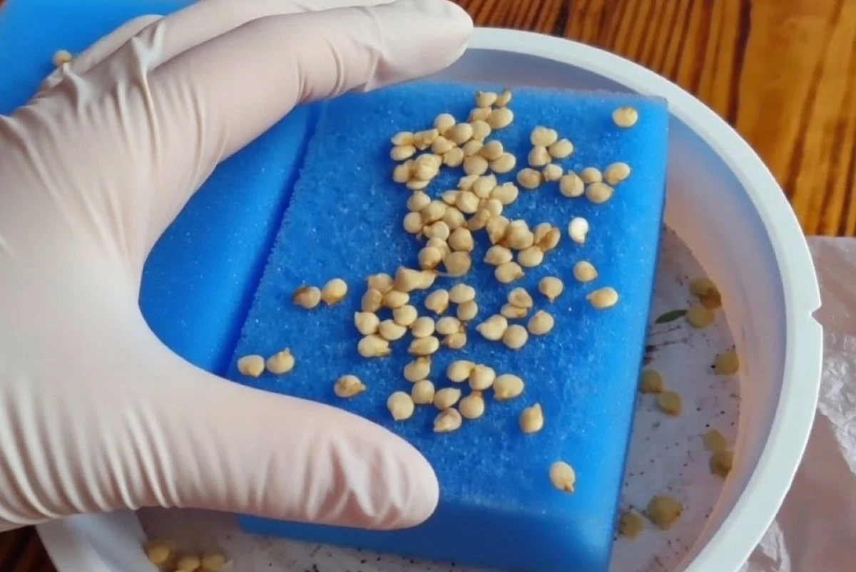 Cómo librarse de la infestación de mildiu en tus pimientos sin gastar una fortuna en químicos