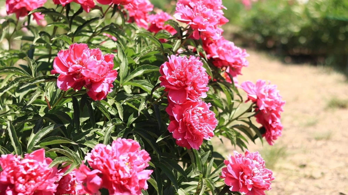 Cómo y cuándo dividir peonías viejas para una floración espectacular: el secreto del rejuvenecimiento - image 1