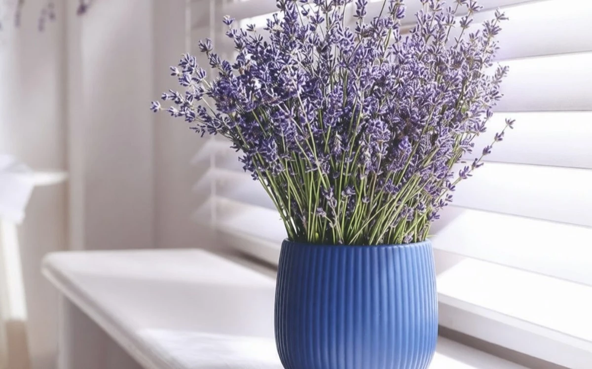 5 plantas de interior que calman tu mente: tu oasis personal contra el estrés