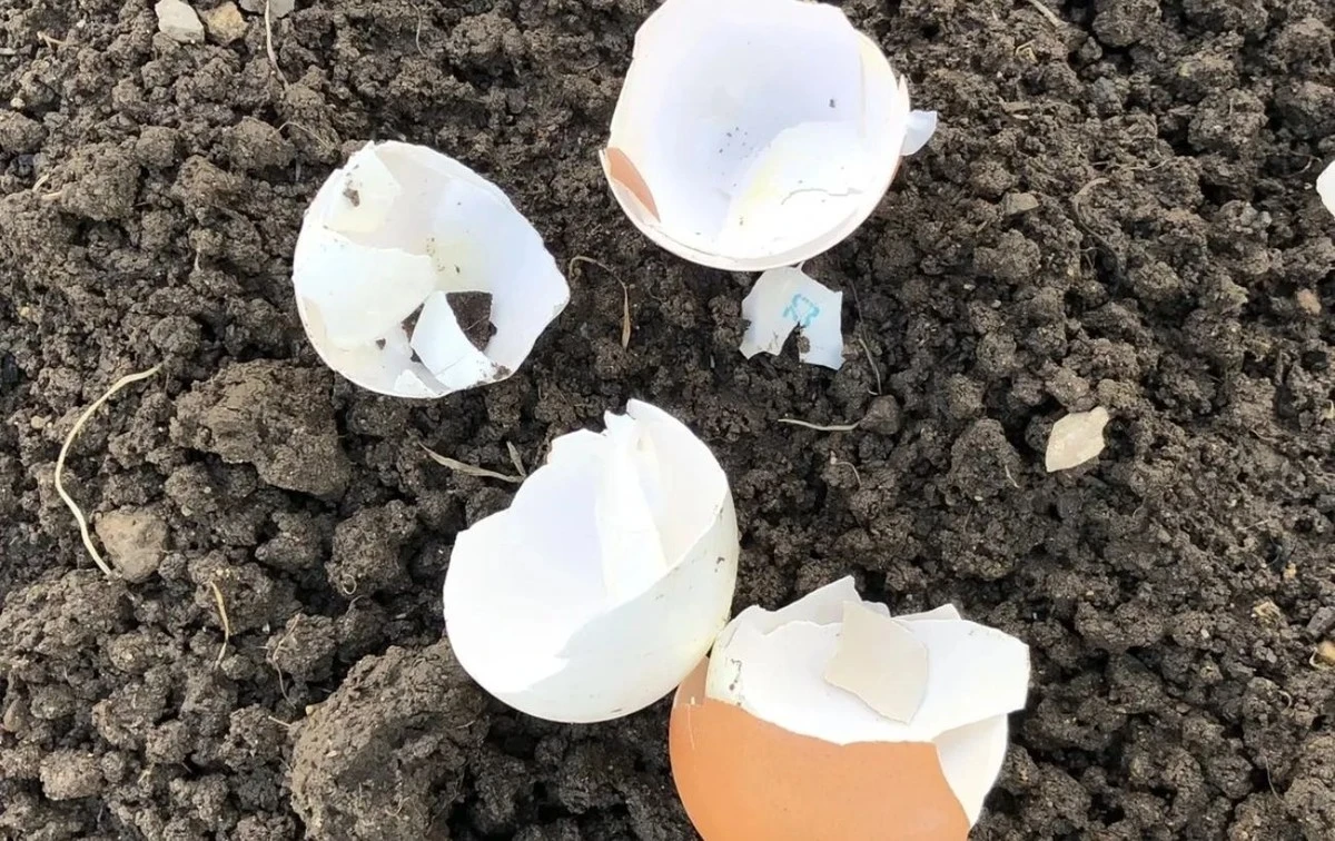 El secreto de las abuelas para limpiar la casa: no tires las cáscaras de huevo