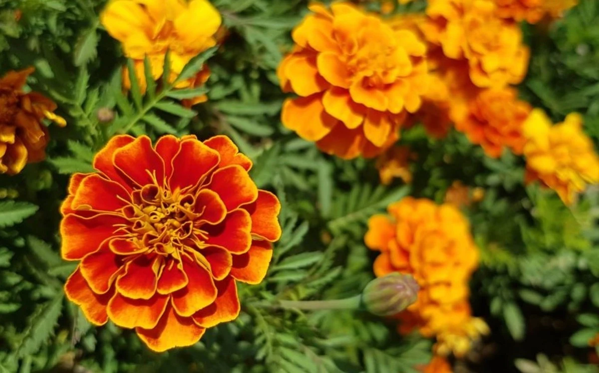 Olvídate de las garrapatas: estas plantas son tu escudo natural para el jardín