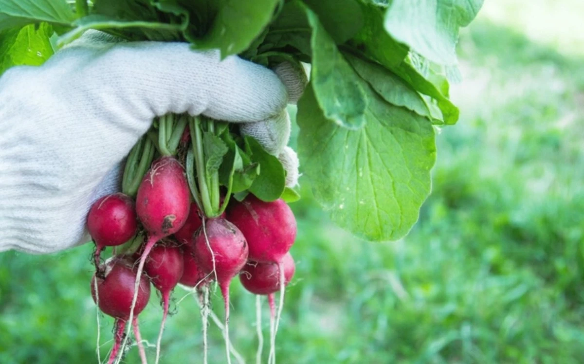 Cultiva el Lado de tus Huertos: Plantas que Maximizan tu Invernadero sin Robar Protagonismo
