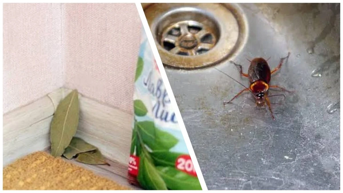 La hoja de laurel: el truco casero que espanta cucarachas sin químicos