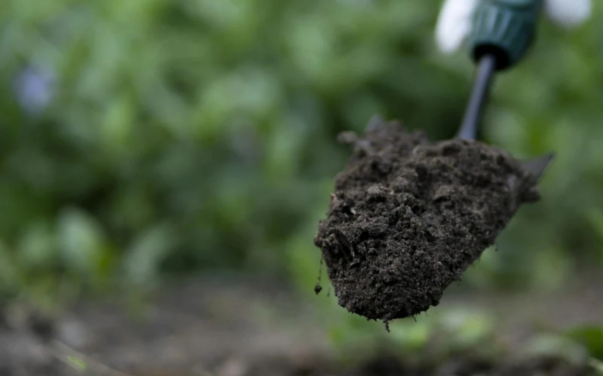 Siete cultivos que debes sembrar en febrero para una cosecha abundante (¡no te quedes atrás!)