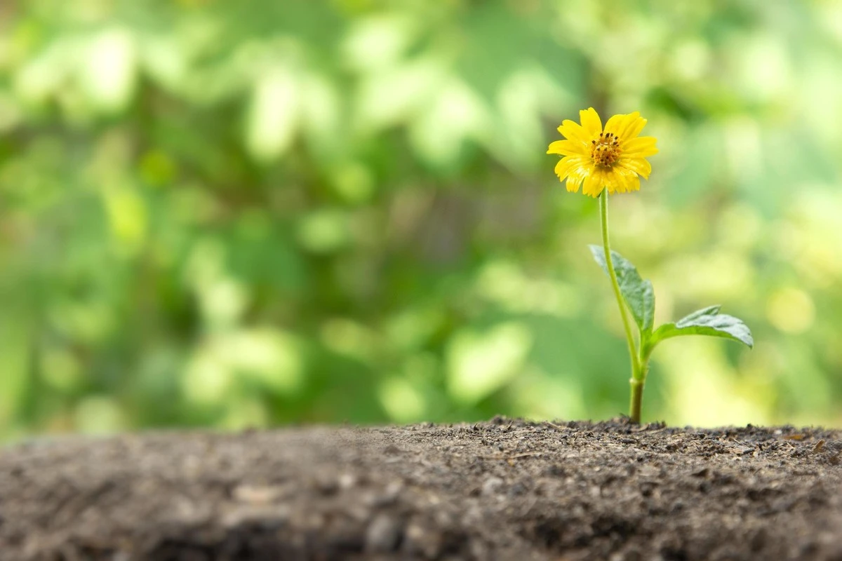 Quitar las primeras flores de tus plántulas: el truco de los jardineros expertos para multiplicar la cosecha - image 1