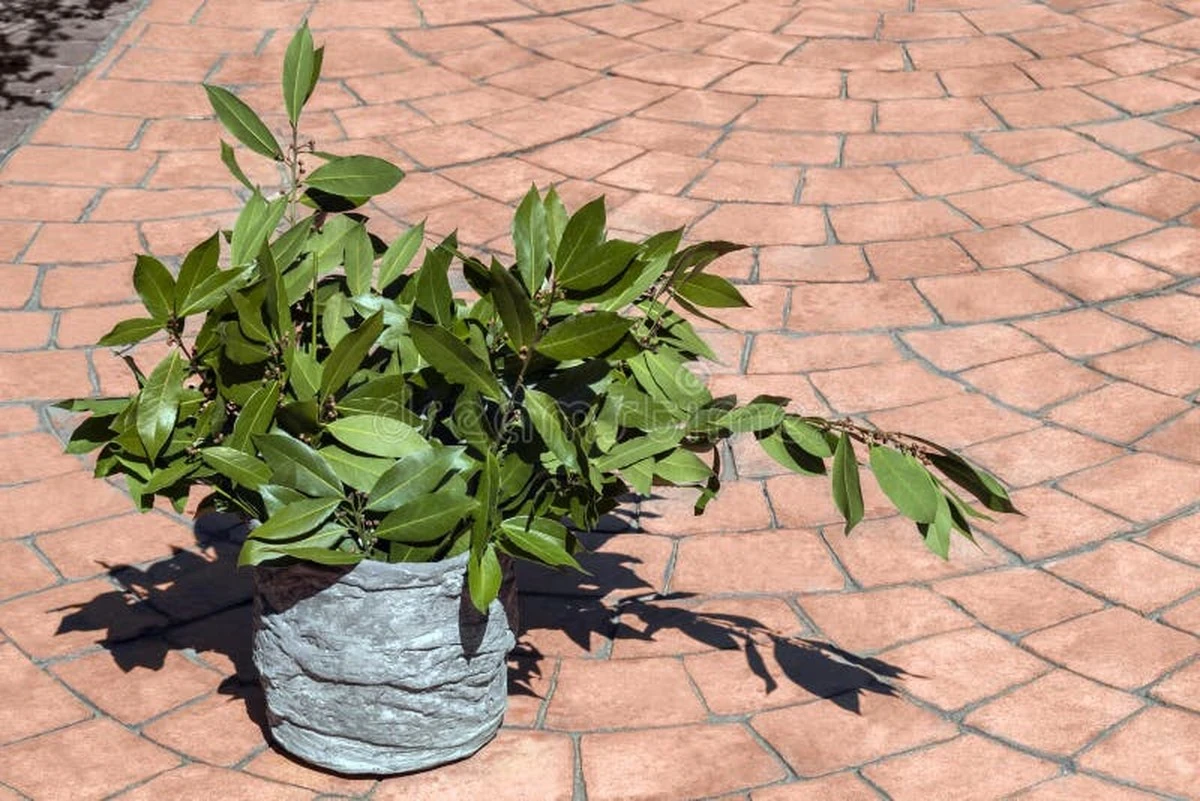 7hojasdelaurelq-extra-1.webp 7 hojas de laurel que transformarán tu cocina y tu hogar - image 1