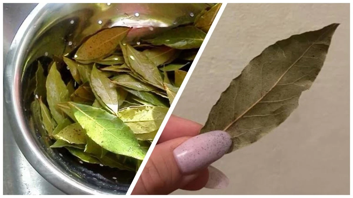 12 hojas de laurel a la sartén y al congelador: 4 usos secretos que te sorprenderán