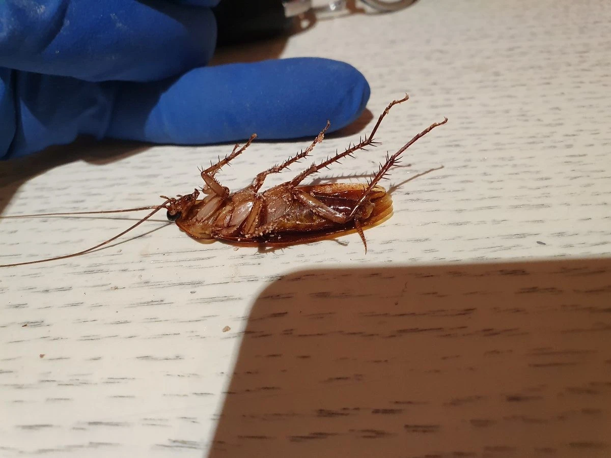 Por qué la soda y el vinagre no espantan a las cucarachas (y qué sí funciona en una semana)