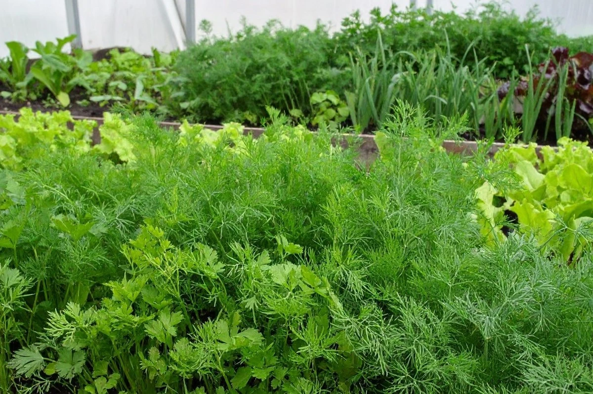 Siembra inteligentemente: cómo lograr el doble de cosecha en el mismo espacio con hortalizas aliadas