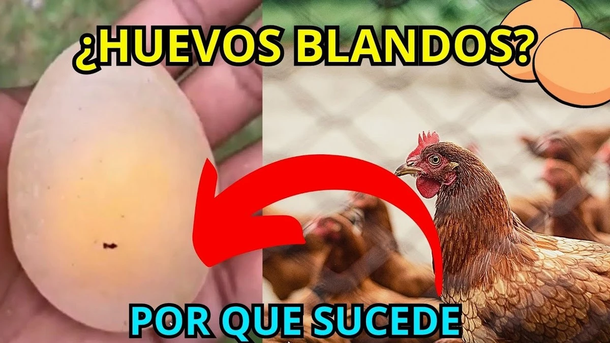 Las gallinas ponían huevos blandos sin cáscara hasta que un veterinario reveló 3 causas: ¡y la solución es simple! - image 1