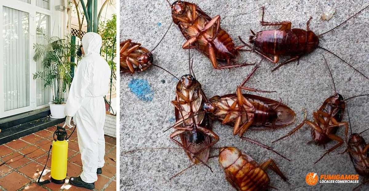 El remedio casero de 3 ingredientes que hará desaparecer cucarachas hacia tus vecinos - image 1