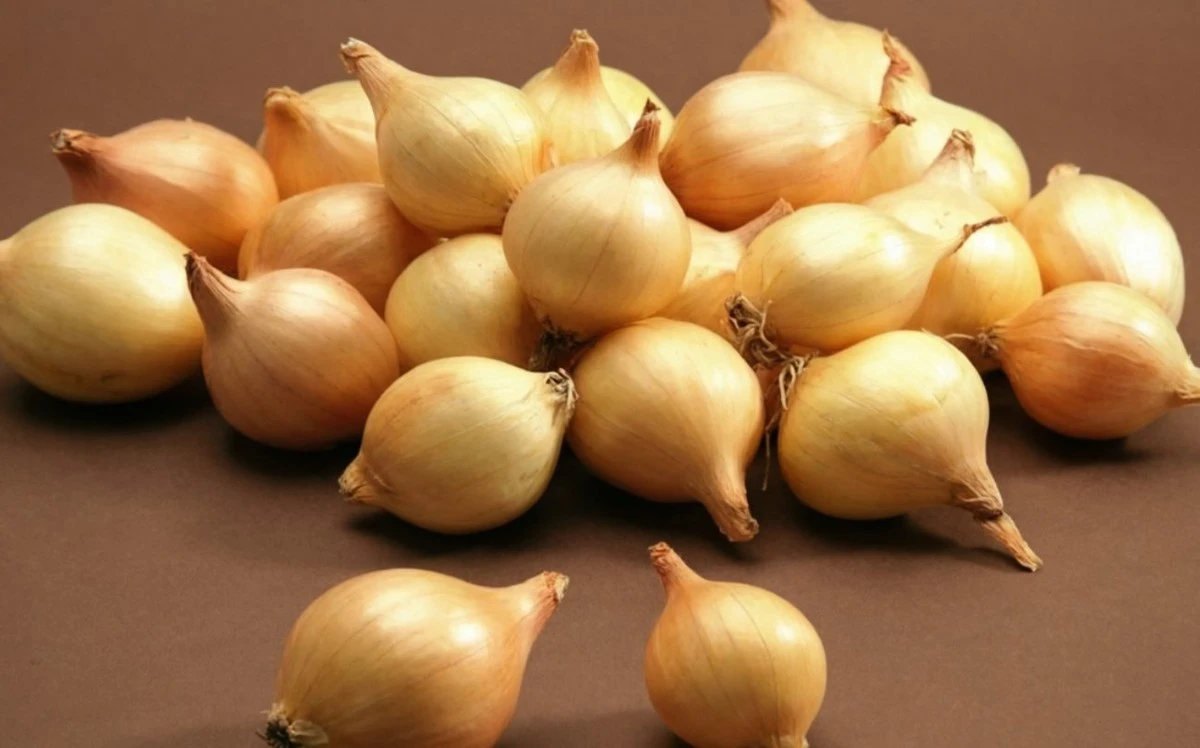 Por qué calentar la cebolla de siembra antes de plantar: un truco simple que salva toda la cosecha