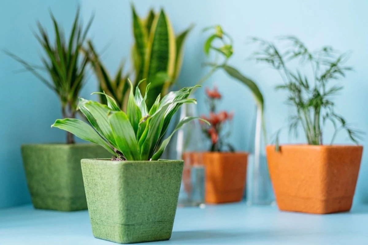 El secreto de la abuela que revitaliza tus plantas: un polvo casero contra la marchitez