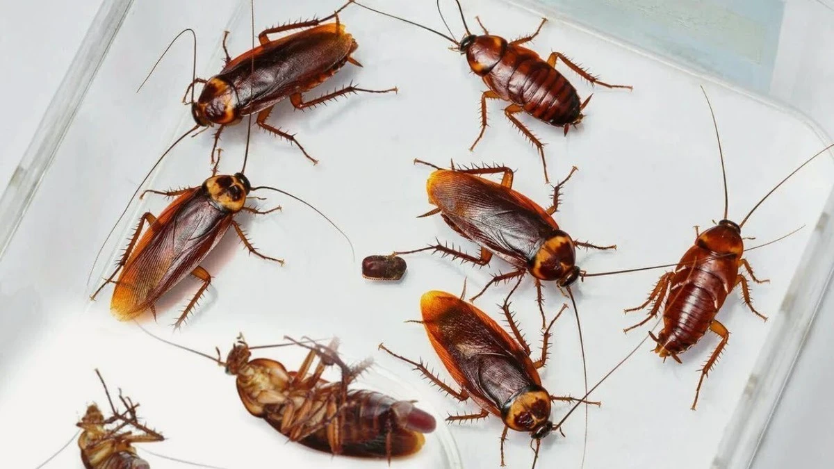 Las cáscaras de plátano: la trampa casera que los insecticidas temen