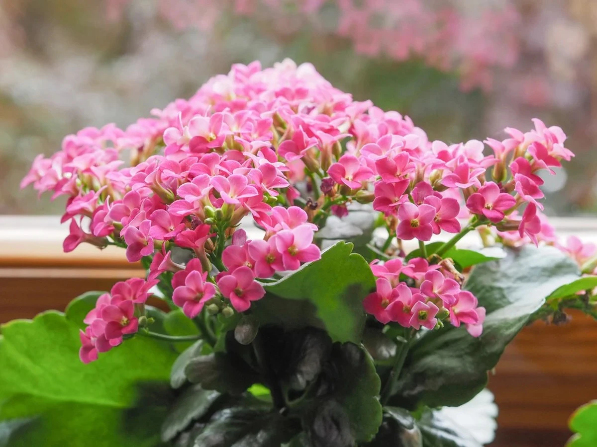 5 plantas de interior que florecen incluso si olvidas regarlas: una selección para jardineros perezosos - image 1