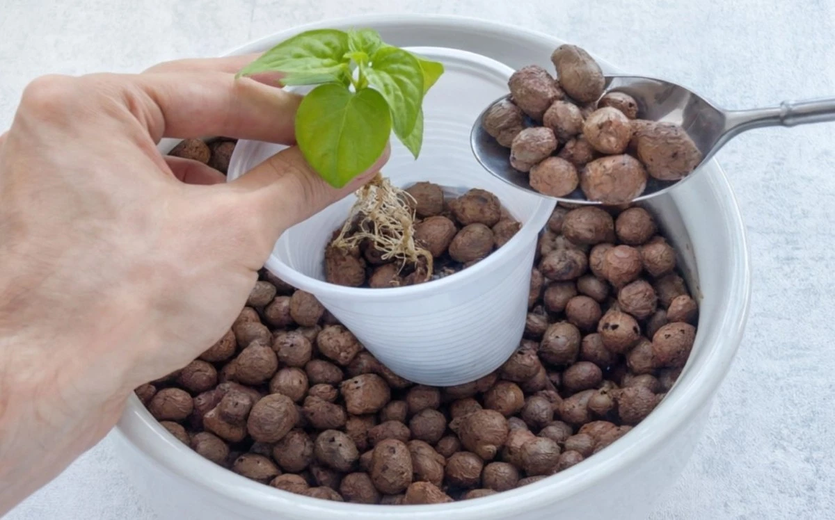 Adiós a la arcilla expandida: el secreto de jardineros expertos para un drenaje perfecto y económico