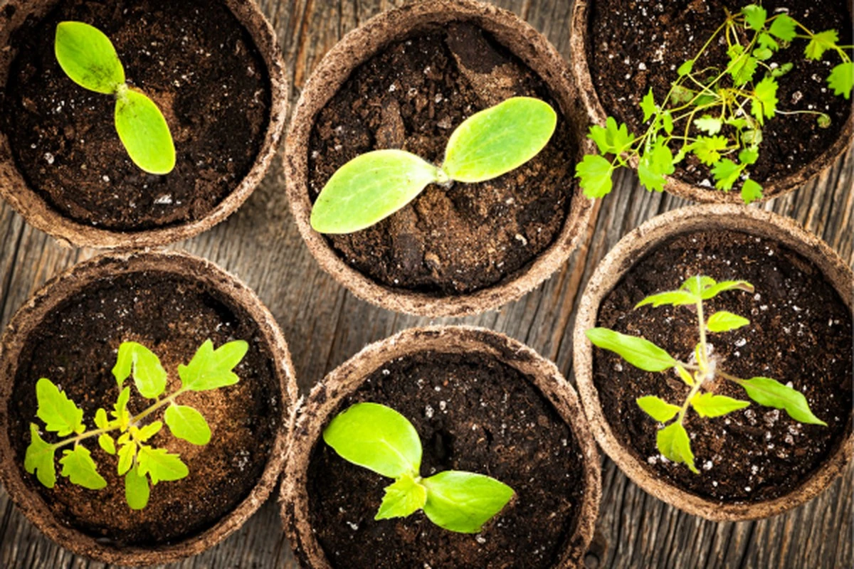 El secreto de un jardín exuberante: estas plantas de rápido crecimiento te darán un paraíso verde en una temporada - image 1