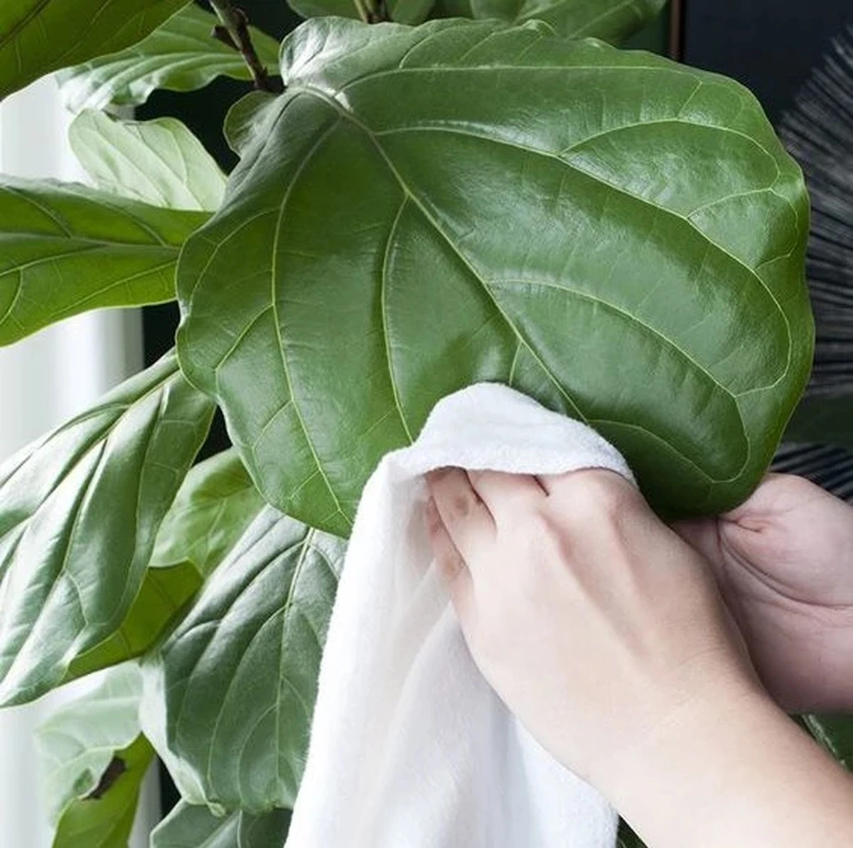 Cómo dar a tus plantas un brillo espectacular: el secreto que los jardineros aman - image 1