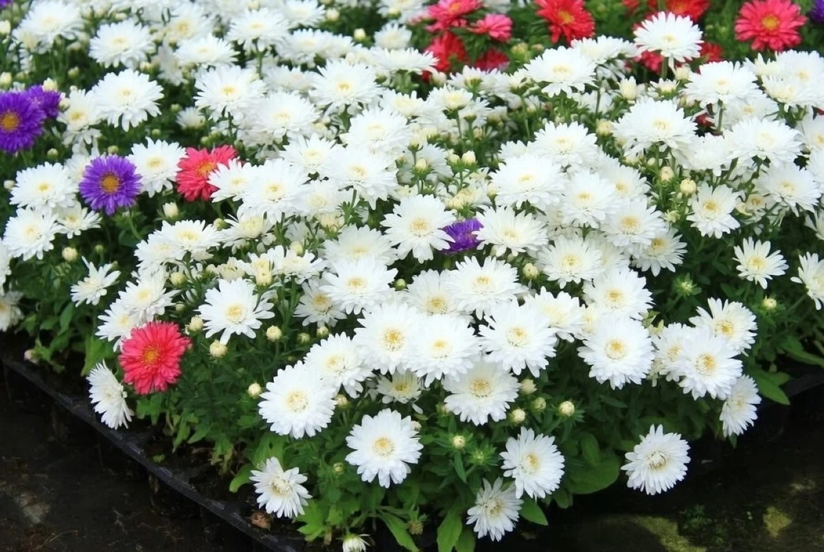El secreto de los jardineros experimentados: cuándo sembrar aster en tierra para que florezcan hasta las heladas