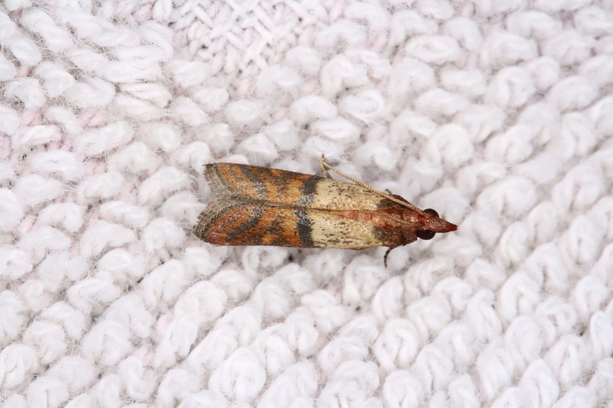 El secreto de los abuelos para un armario libre de polillas y con un aroma sutil - image 1