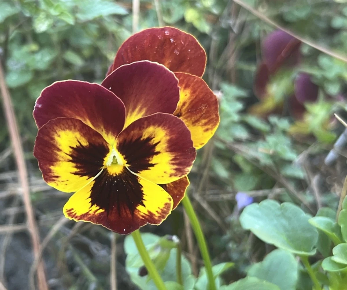 Siete secretos para un huerto floreciente este invierno: ¡tu guía esencial! - image 1