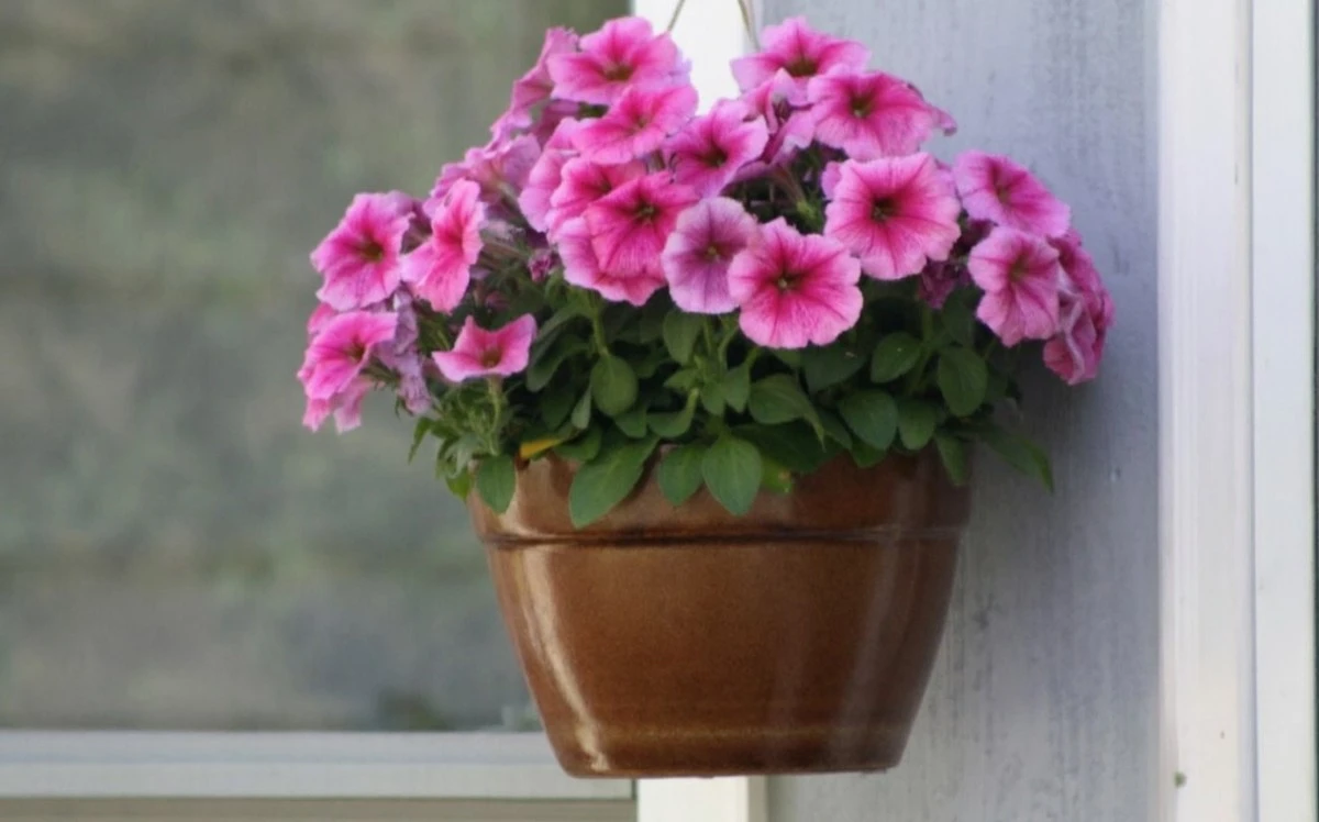 Petonias: el secreto de floración espectacular hasta el otoño con este abono de marzo