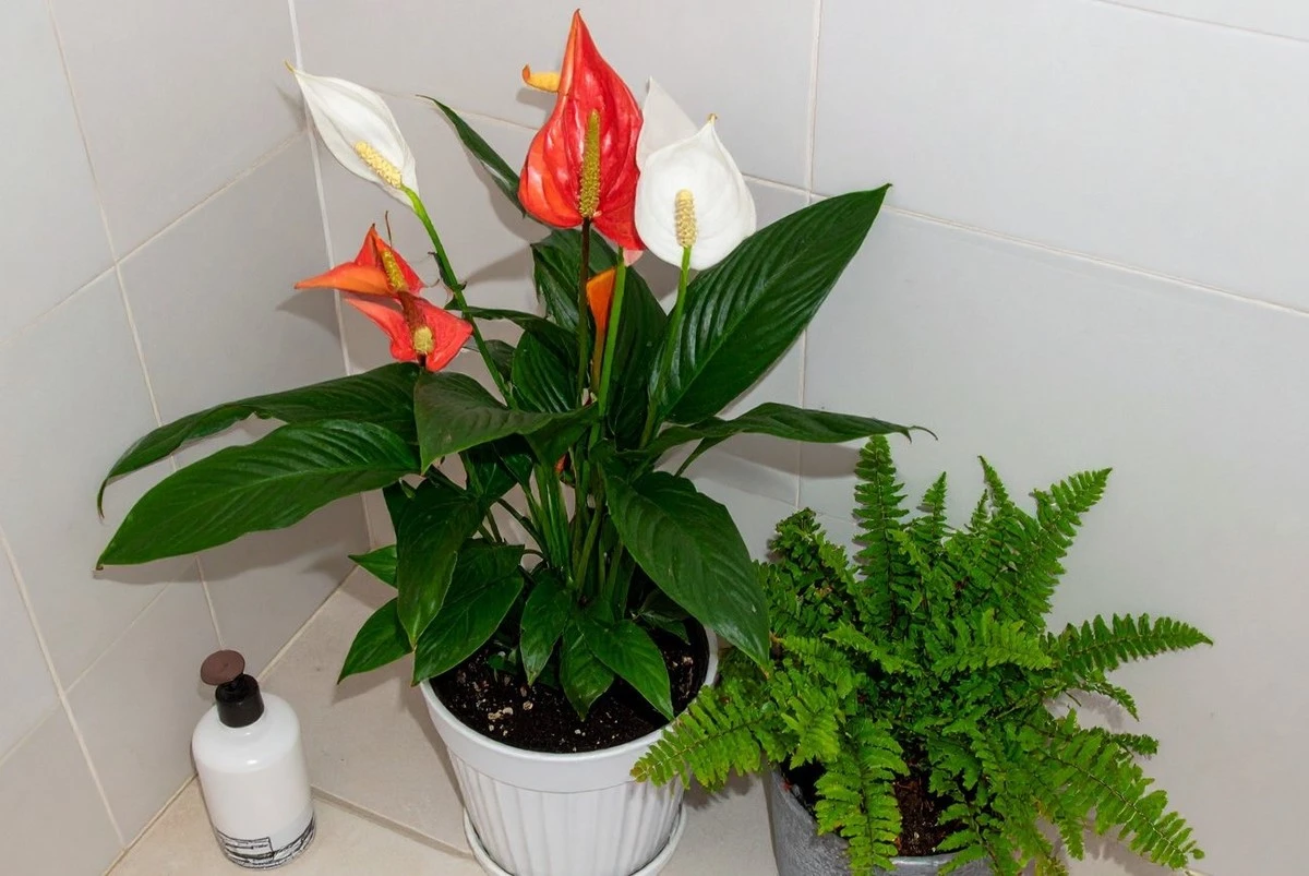 Crea un oasis tipo spa en tu baño: 4 plantas que aman la oscuridad