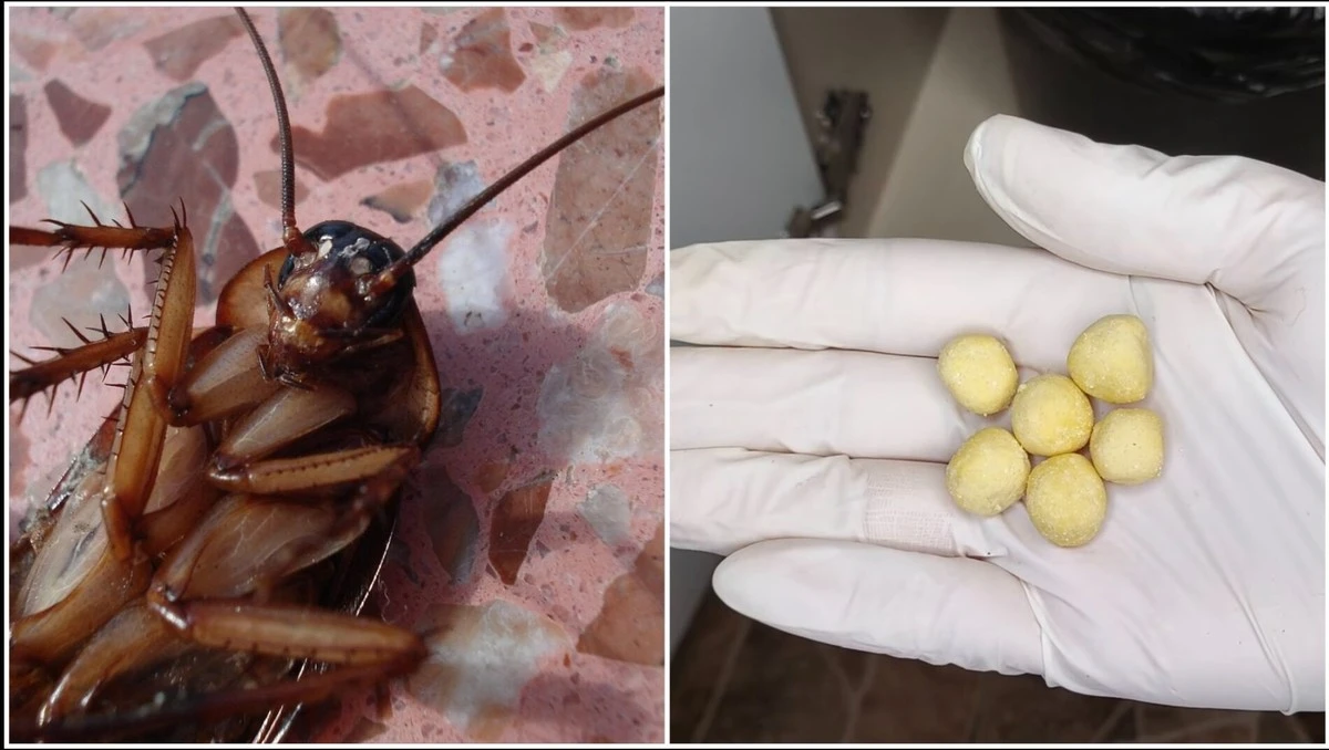El remedio casero de 3 ingredientes que hará desaparecer cucarachas hacia tus vecinos