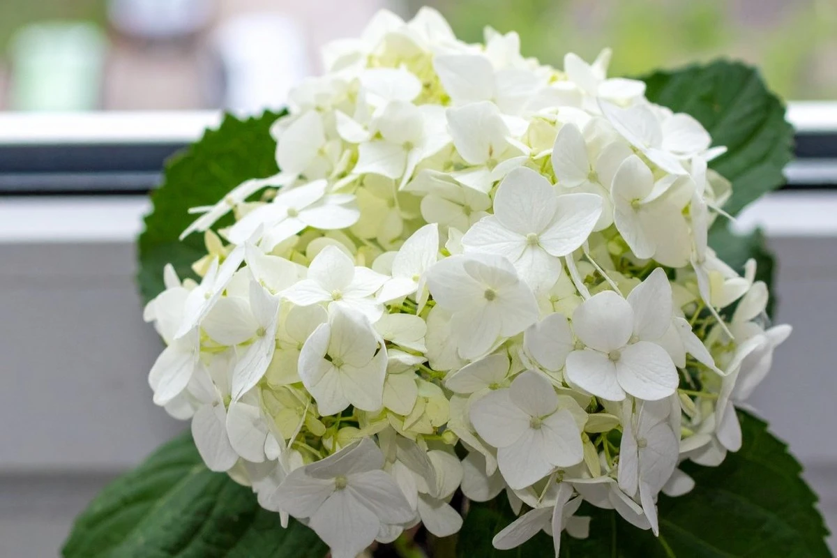 Logra que tu hortensia florezca a lo grande: secretos para una explosión de color todo el verano