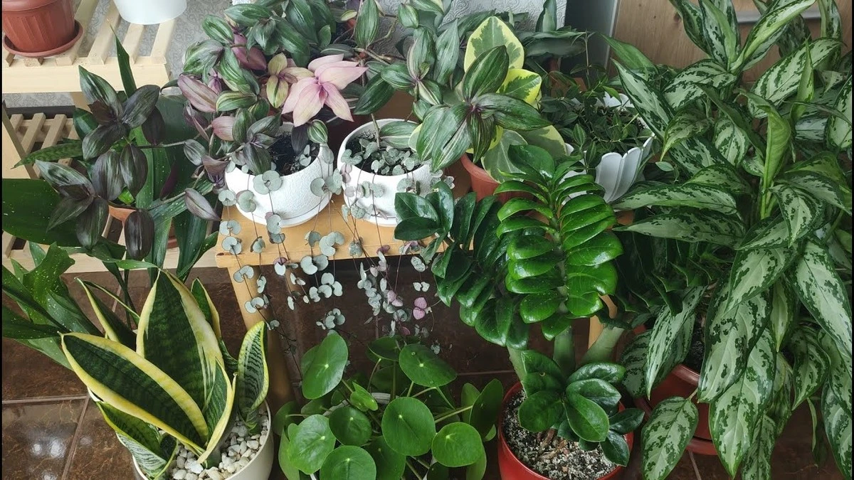9 plantas que prosperan con poca luz: ¡olvídate de la oscuridad en tu hogar!