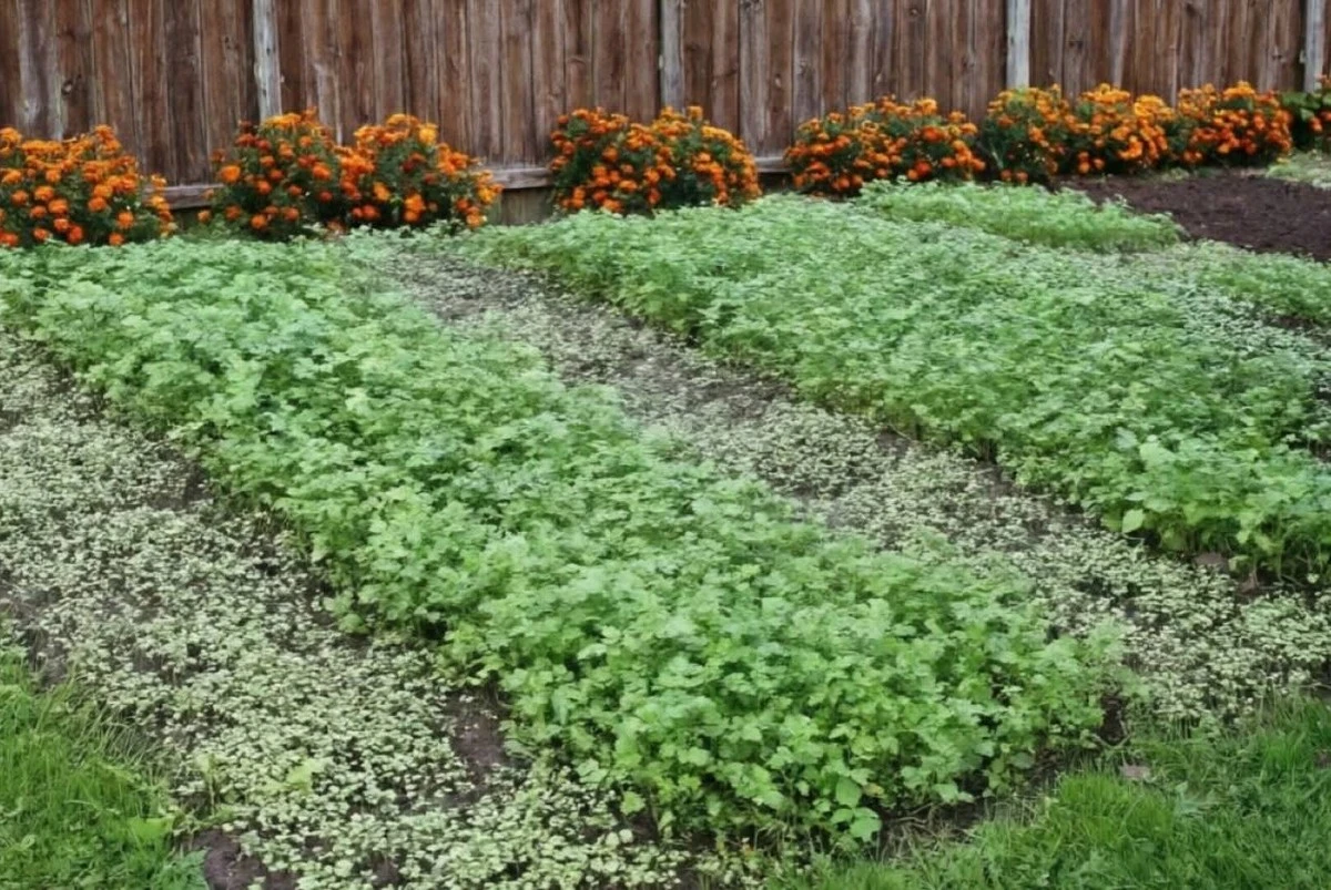 Siembra estos abonos verdes en marzo: los veteranos del huerto rejuvenecen la tierra cada primavera