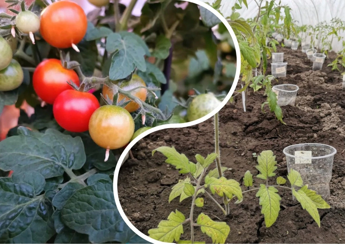 Por qué los tomates se mudan de jardín cada año: la regla que triplicará tu cosecha