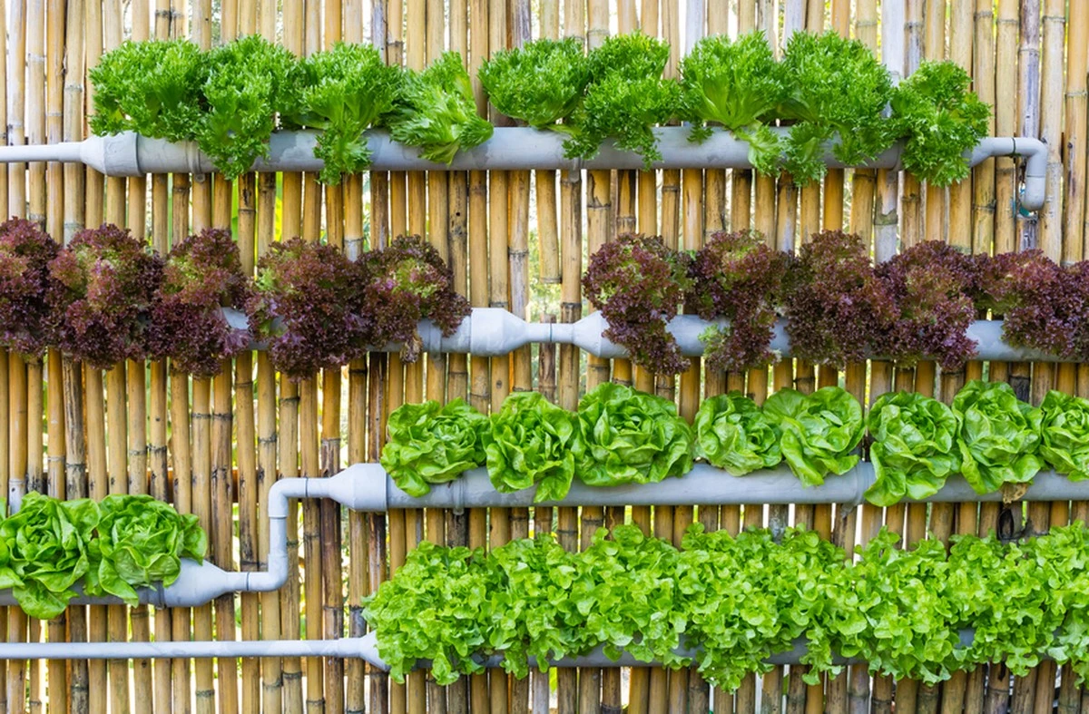 Cultiva en vertical: 5 ideas geniales para un huerto bonito y económico - image 1