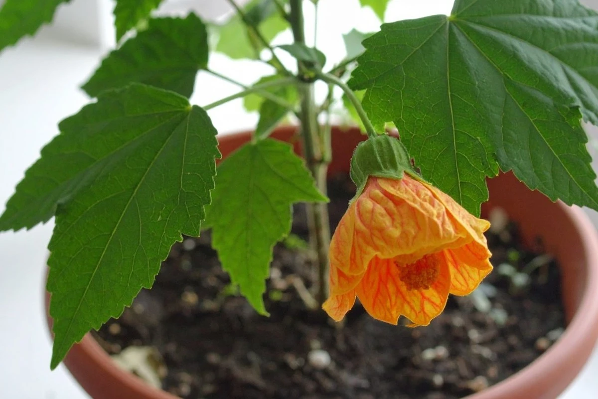 12 Flores Espectaculares en un Solo Tallo: Cultiva un Abundante Abutilon en Casa