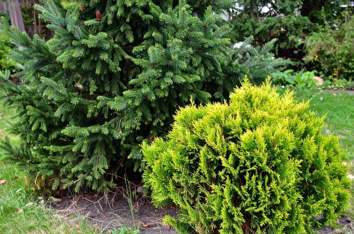 Un jardín que dura 100 años: los arbustos y abetos para jardineros perezosos