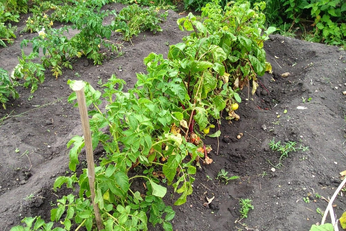 El secreto para cosechas abundantes: 5 fertilizantes que tu huerto necesita en primavera