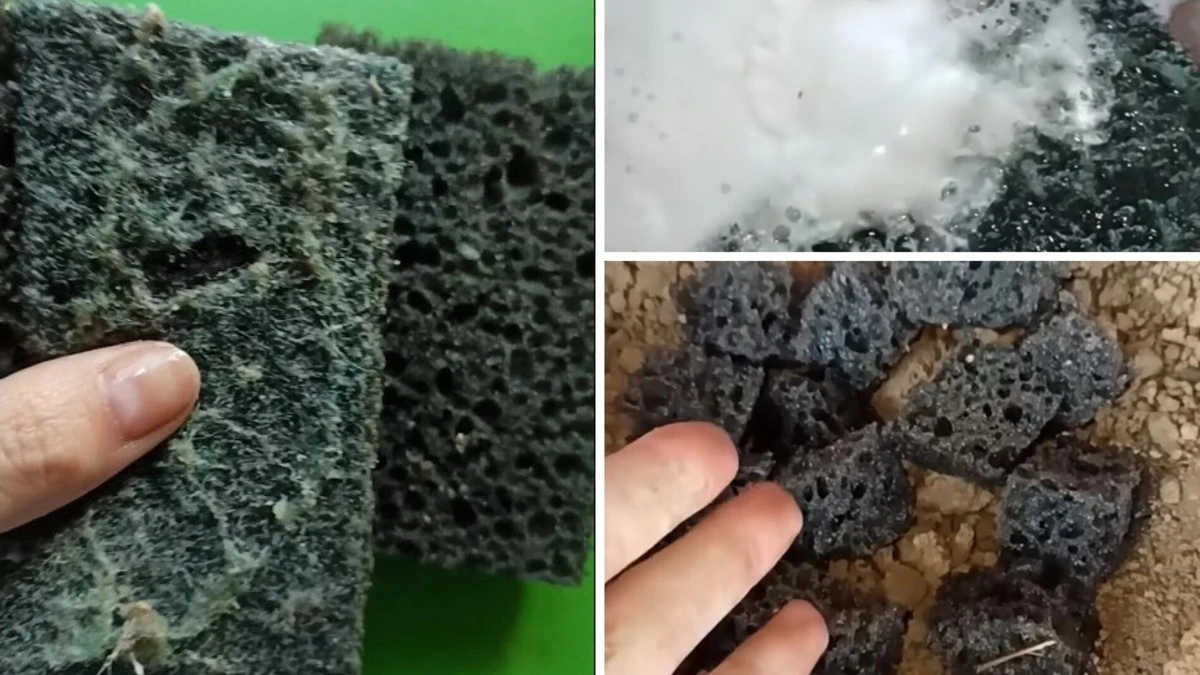 Dos esponjas de cocina baratas cambiaron mi forma de cuidar plantas